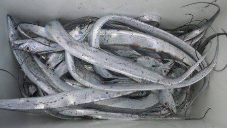 朝の時合にアタリ連発！　手返しよく35匹♪…