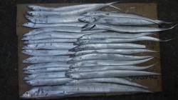 日高港のタチウオワインド　２７匹の釣果に満足