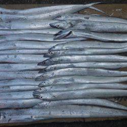 日高港のタチウオワインド　２７匹の釣果に満…