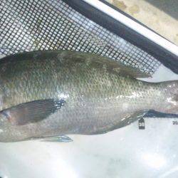 潮吹岩周辺　今シーズン初の地磯釣行でグレ4…