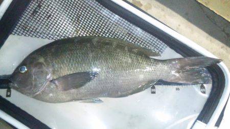 潮吹岩周辺　今シーズン初の地磯釣行でグレ4…