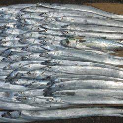 濱ノ瀬漁港でタチウオ入れ食い！81匹の釣果…