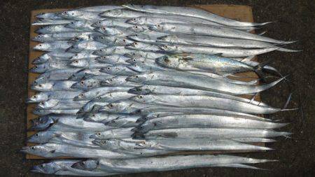 濱ノ瀬漁港でタチウオ入れ食い！81匹の釣果…