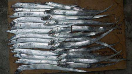 濱ノ瀬　タチウオワインド好調キープ、25匹…