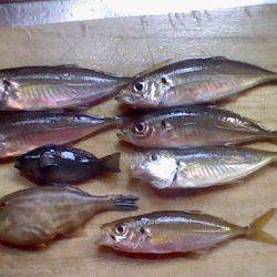 間人　サビキ釣りでアジ・カワハギなど