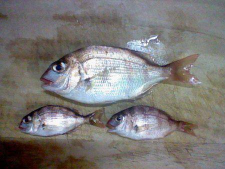 浅茂川　エサ取りが多い中ウキ釣りでタイ3尾…