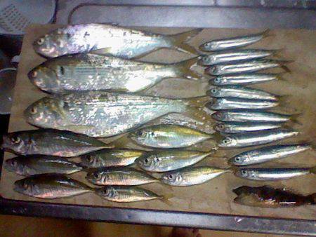 浅茂川　サビキでアジ・イワシ・コノシロ楽し…