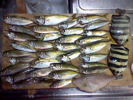 浅茂川　サビキ釣りでアジ・サンバソウ・カワ…