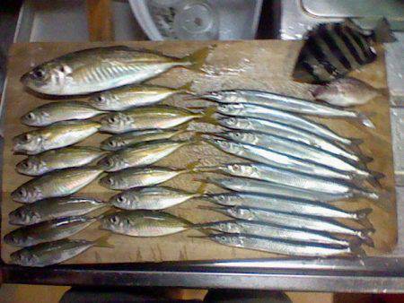 浅茂川　カゴ釣りでサヨリ&サビキで…