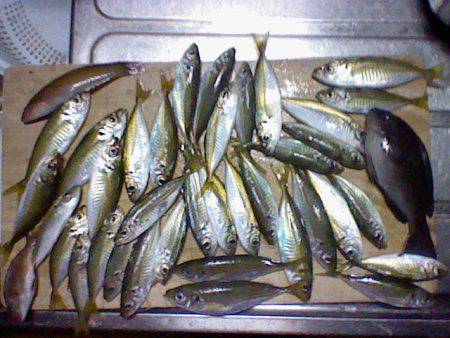 浅茂川漁港でサビキ　外向きでアジを狙うと入…
