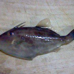 浅茂川　サビキ釣行もウマヅラのみ