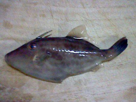 浅茂川　サビキ釣行もウマヅラのみ