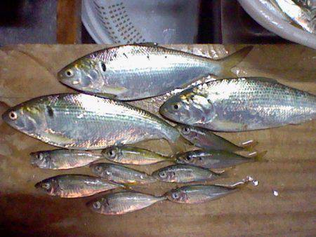 浅茂川　ジグサビキでコノシロ・アジ