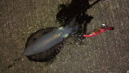 神戸空港　初エギングでアオリイカ狙い