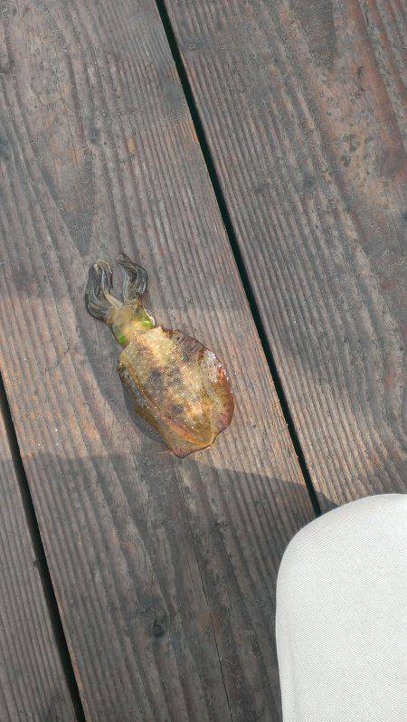 赤礁周辺エギング&アジング　アオリ…