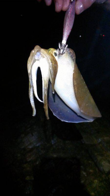 小島周辺エギング　アオリイカ小指程度～胴長…