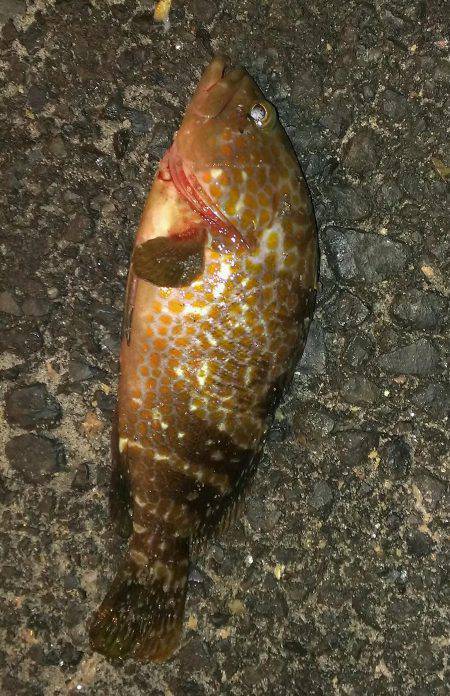 敦賀港　アジング狙いにアコウがヒット！