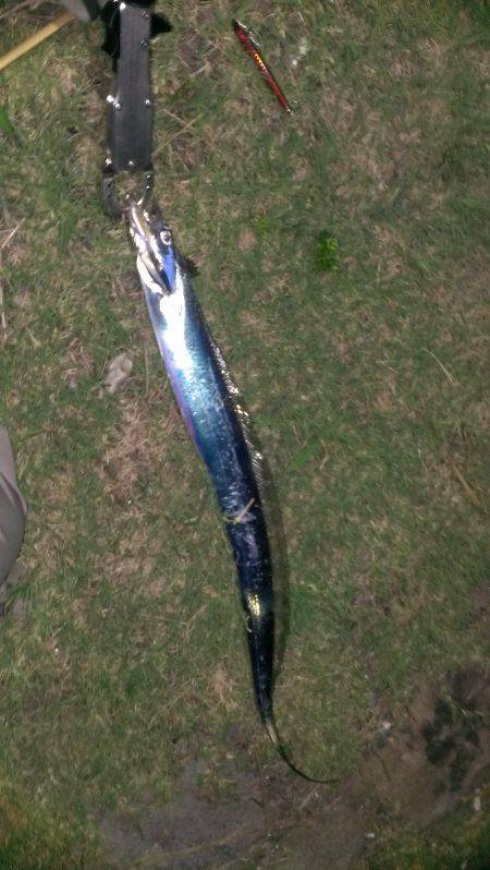 紀ノ川河口　橋脚周りをシンペンで流すとタチ…