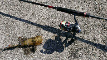 衣奈漁港でエギング　爆風の中なんとか1杯