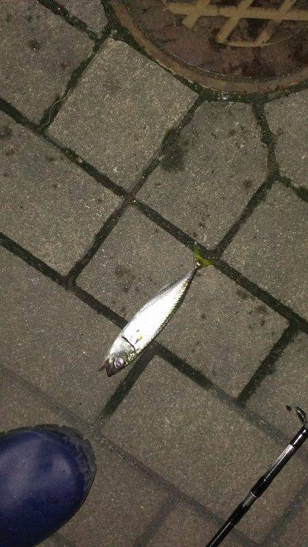 神戸港周辺　アジングでアジ・サバ・ガシラ・…