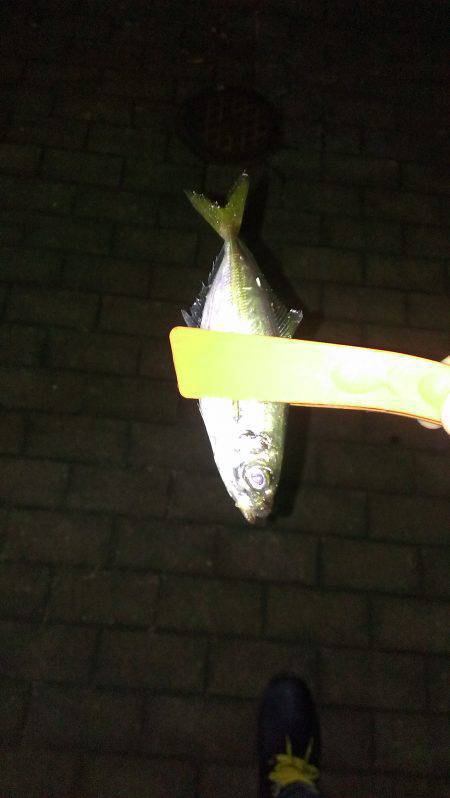 神戸港4,5,6,8防　アジング釣行も大き…