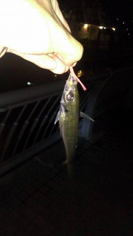 まだ渋め？神戸港でアジング【25日】