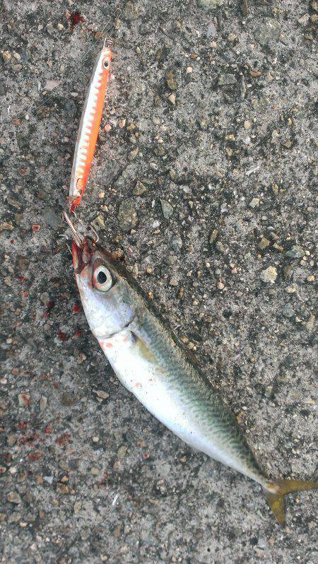尼崎　ジグでサバがフッキング