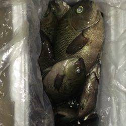 南芦屋浜　ウキ釣りでグレを中心に6目釣り