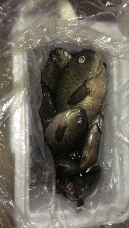 南芦屋浜　ウキ釣りでグレを中心に6目釣り