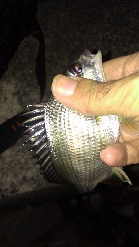 南芦屋浜　東側石畳で電気ウキ釣り　キビレ、…