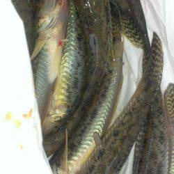 淀川　ミャク釣り・ウキ釣りでハゼ釣行