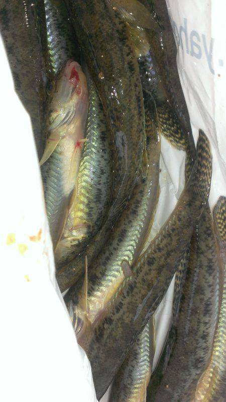 淀川　ミャク釣り・ウキ釣りでハゼ釣行