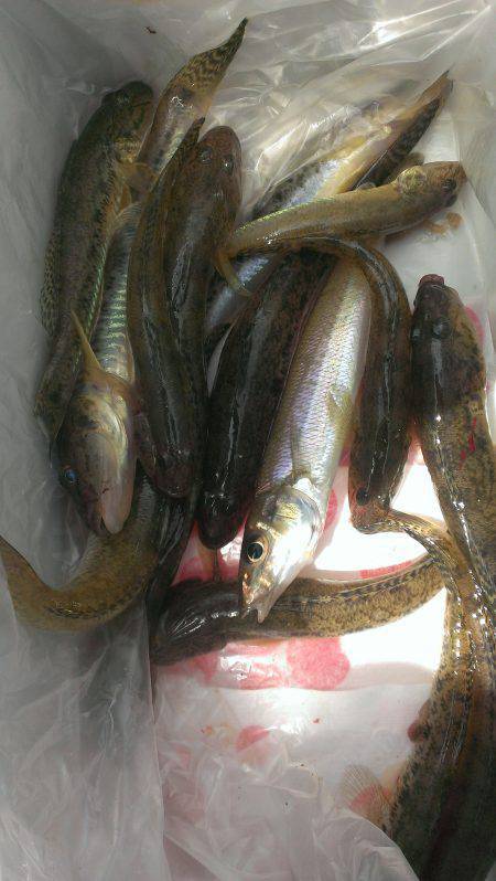 淀川ちょい投げでハゼ・キス　誘って誘って喰…