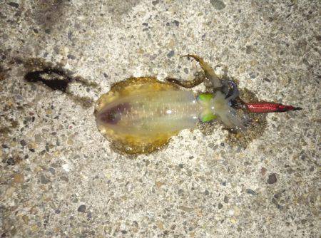 伊根舟屋から移動し蒲入へ　エギングでアオリ…