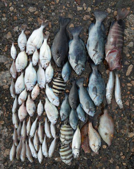 香住漁港　サビキでアコウのほかグレ・カワハ…