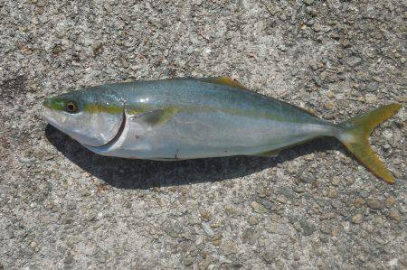 青物を狙って舞子に釣行　のませでハマチがH…