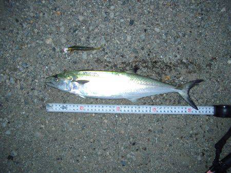 舞洲　タチウオ狙いもサゴシがヒット