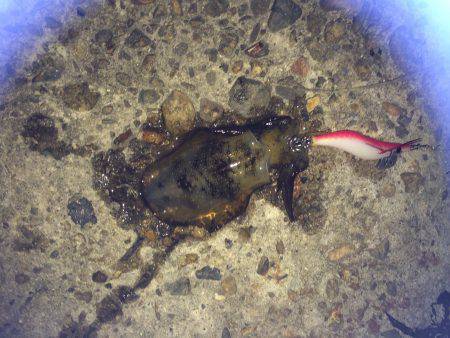 新浜漁港　2時間のエギング釣行で帰り際にヒ…