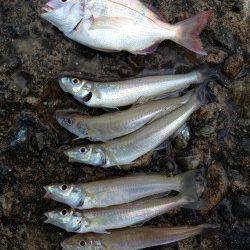 本荘人工島 投げ釣りでキス狙い釣行