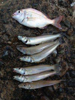 本荘人工島 投げ釣りでキス狙い釣行