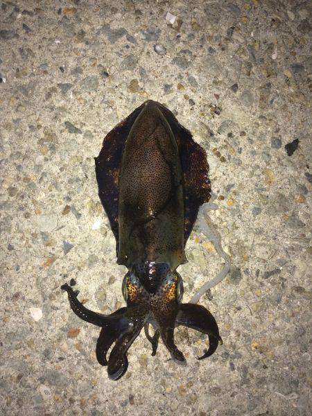 大蔵海岸エギングでアオリイカ　なかなか渋い…