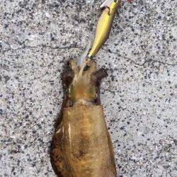 舞子でエギング　短時間の釣りでしたがアオリイカの釣果