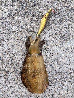 舞子でエギング　短時間の釣りでしたがアオリイカの釣果