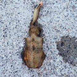 舞子でエギング　短時間の釣りでしたがアオリイカの釣果