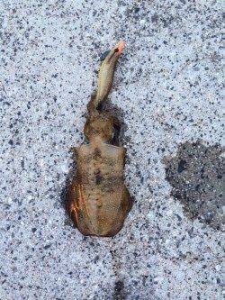 舞子でエギング　短時間の釣りでしたがアオリイカの釣果