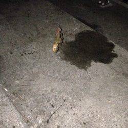 林崎漁港　エギングでタコの釣果でした