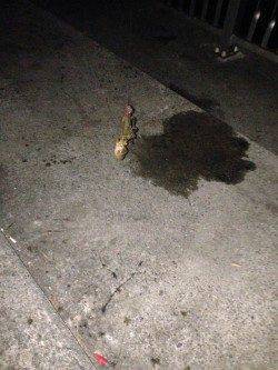 林崎漁港　エギングでタコの釣果でした