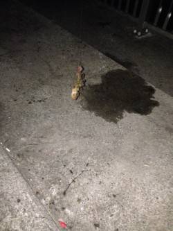 林崎漁港　エギングでタコの釣果でした