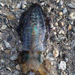 東二見人工島　エギングでアオリイカ、2寸に変えると立て続けにヒット