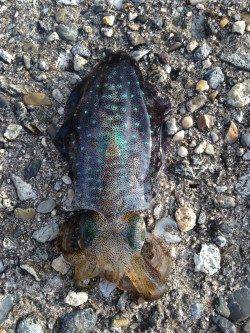 東二見人工島　エギングでアオリイカ、2寸に変えると立て続けにヒット